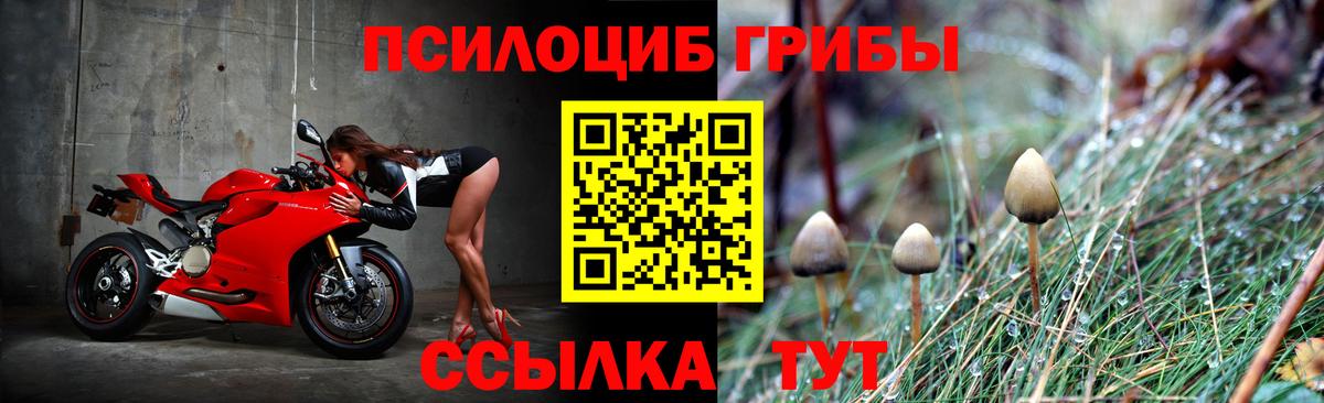Псилоцибиновые грибы Psilocybe  Вход с VPN  Губаха 